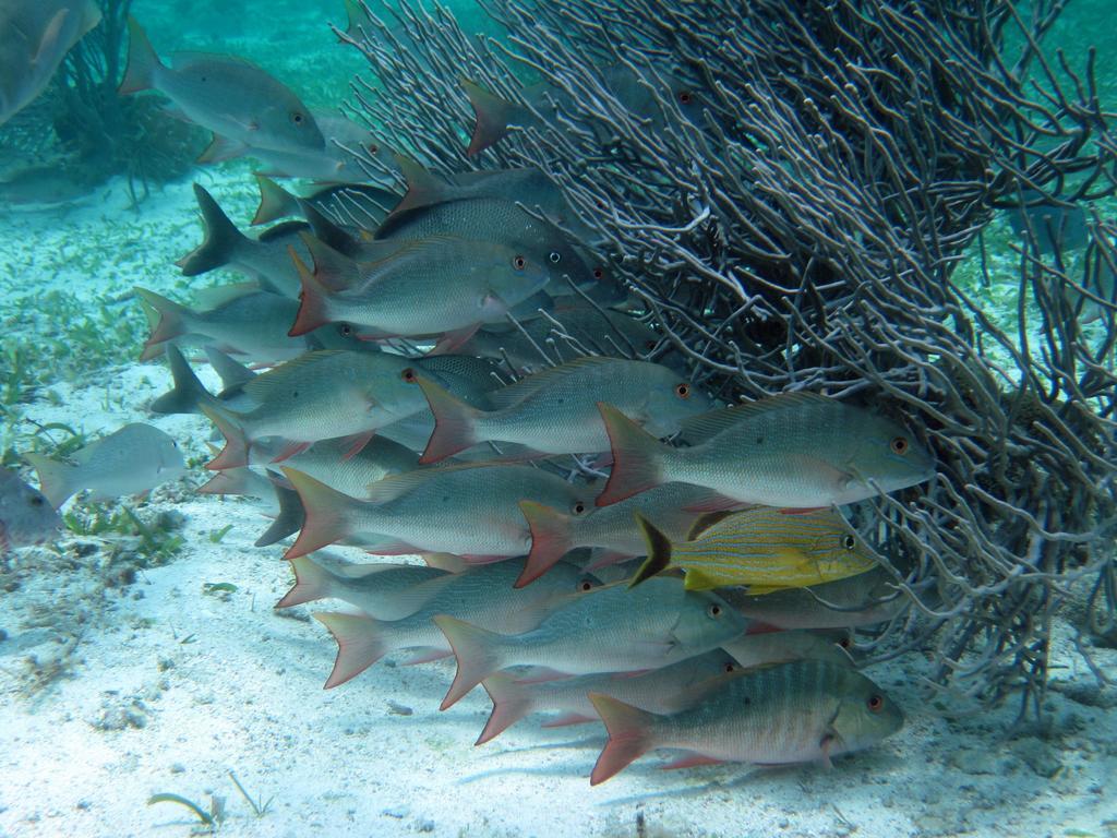 Caye Reef Condos Caye Caulker Esterno foto